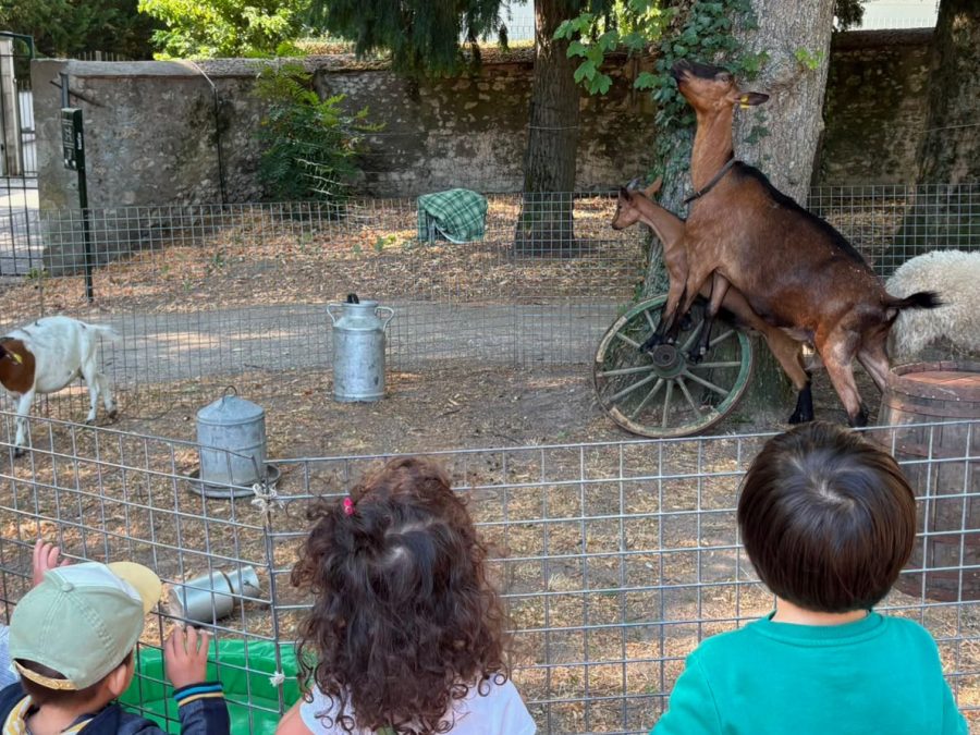 Enfants découvrant les animaux lors d'une sortie pédagogique des P'tites Graines