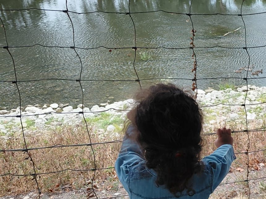 Enfant observant la nature au bord de l'eau lors d'une sortie des P'tites Graines